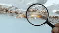 Richmond Borough Termite Removal Experts
